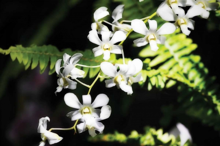 Picture of VANDA ORCHIDS I