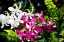 Picture of VANDA ORCHIDS II