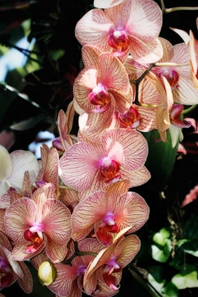 Picture of MOTH ORCHIDS V