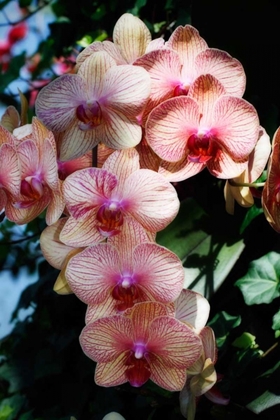 Picture of MOTH ORCHIDS VI