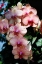 Picture of MOTH ORCHIDS VI