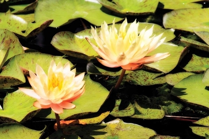 Picture of BLUSHING LILIES I
