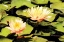 Picture of BLUSHING LILIES I