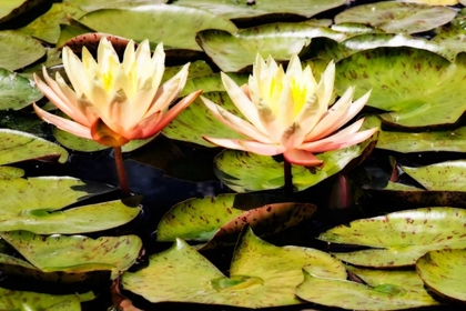 Picture of BLUSHING LILIES II