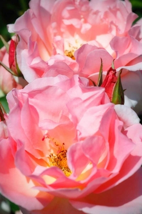 Picture of WILD ROSES I