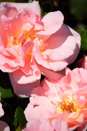 Picture of WILD ROSES II