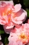Picture of WILD ROSES II