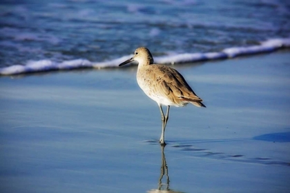 Picture of SANDPIPER IN THE SURF I