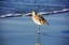 Picture of SANDPIPER IN THE SURF I