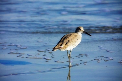 Picture of SANDPIPER IN THE SURF II
