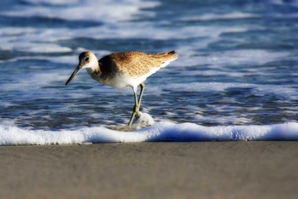 Picture of SANDPIPER IN THE SURF III