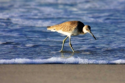 Picture of SANDPIPER IN THE SURF IV