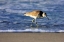 Picture of SANDPIPER IN THE SURF IV