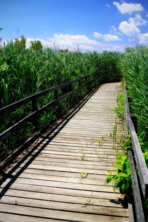 Picture of WETLAND WALKWAY II