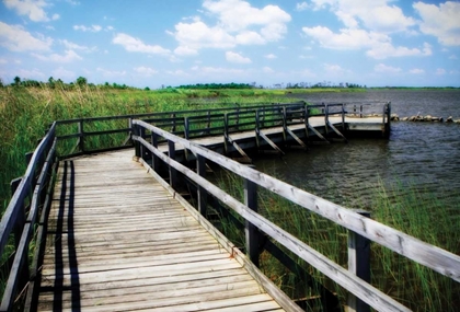 Picture of WETLAND WALKWAY IV