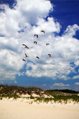 Picture of PELICANS OVER THE DUNES V