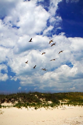 Picture of PELICANS OVER THE DUNES VI