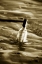 Picture of MESSAGE IN A BOTTLE II