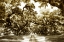 Picture of DRUID OAKS II