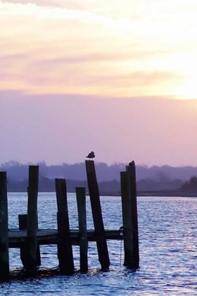 Picture of SEAGULLS AT SUNSET