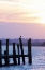 Picture of SEAGULLS AT SUNSET
