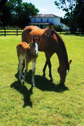Picture of MARE AND FOAL I