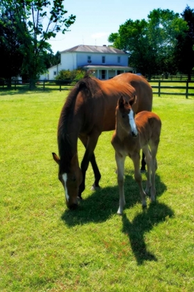 Picture of MARE AND FOAL II