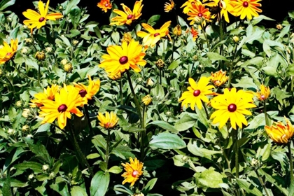 Picture of YELLOW DAISIES I