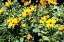 Picture of YELLOW DAISIES I