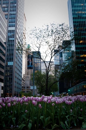 Picture of TULIPS IN MANHATTAN