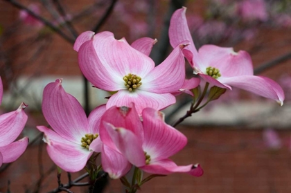 Picture of DOGWOOD BLOSSOMS I