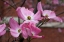 Picture of DOGWOOD BLOSSOMS I