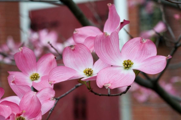 Picture of DOGWOOD BLOSSOMS II