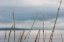 Picture of WHIDBEY GRASS I