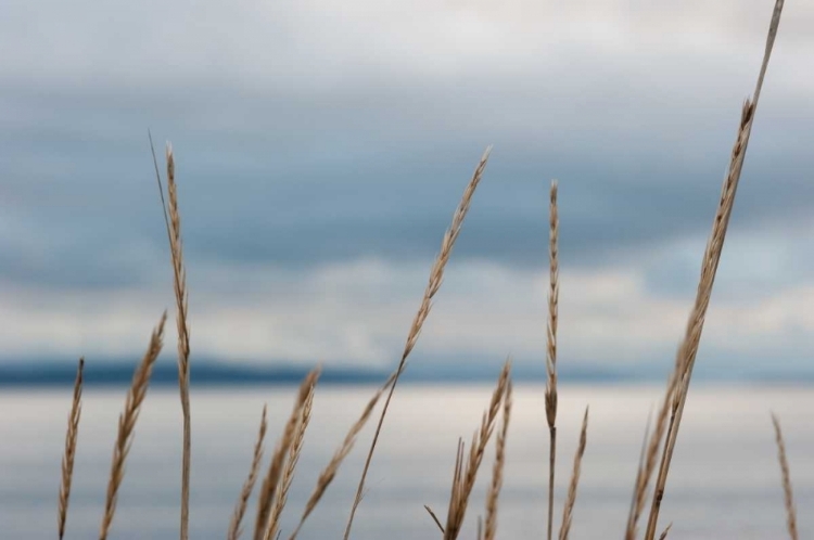 Picture of WHIDBEY GRASS I