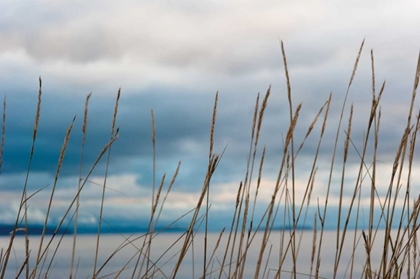 Picture of WHIDBEY GRASS II