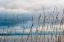 Picture of WHIDBEY GRASS II