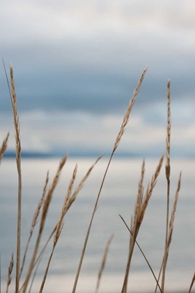 Picture of WHIDBEY GRASS III