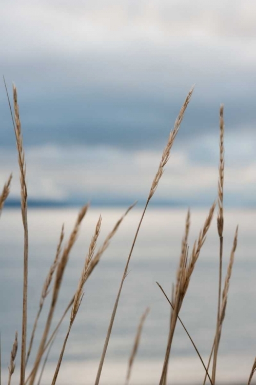 Picture of WHIDBEY GRASS III