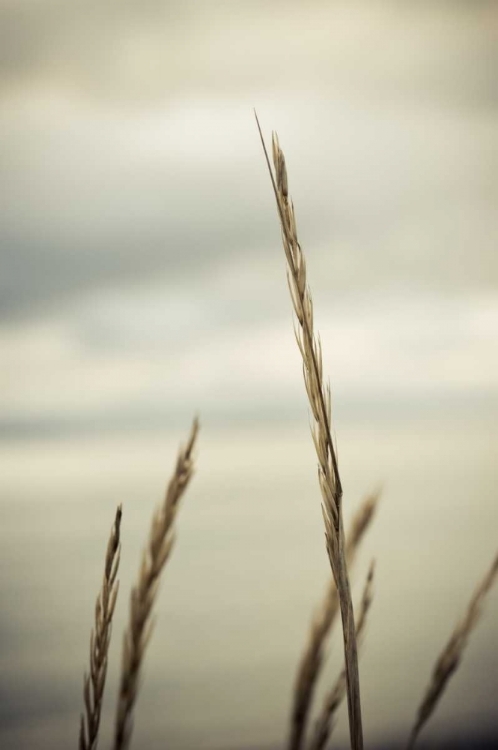 Picture of WHIDBEY GRASS IV