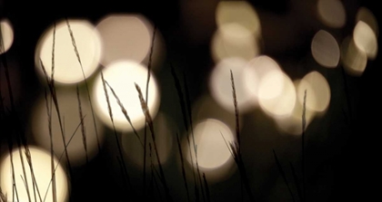 Picture of BOKEH GRASS I