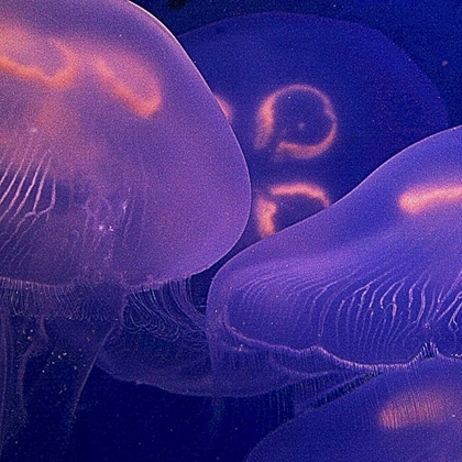 Picture of JELLYFISH DANCE II