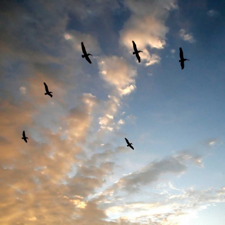 Picture of PELICANS AT SUNSET