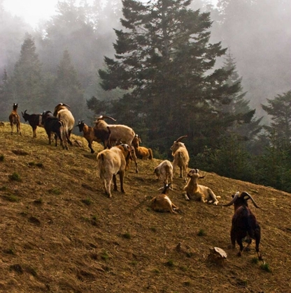 Picture of MISTY PASTURE