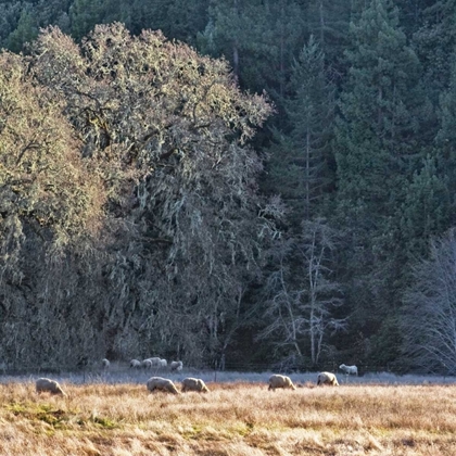Picture of SHEEP AND OAK TREES