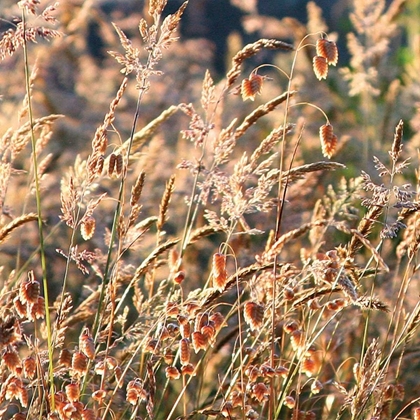 Picture of WILD GRASSES