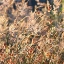 Picture of WILD GRASSES