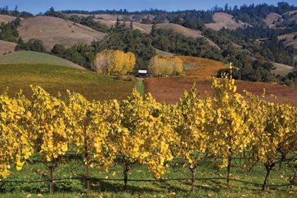 Picture of BARNS AND VINEYARDS I