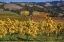 Picture of BARNS AND VINEYARDS I