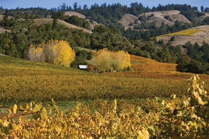 Picture of BARNS AND VINEYARDS II